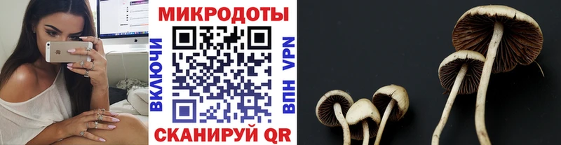 как найти закладки Владивосток Псилоцибиновые грибы MAGIC MUSHROOMS